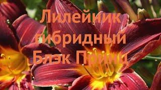 Лилейник гибридный Блэк Принц (hemerocallis)  обзор: как сажать, луковицы лилейника Блэк Принц