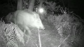 20240525 CINGHIALI FAINA VOLPE TOPO - MOUSE WILD BOAR FOX BEECH MARTEN