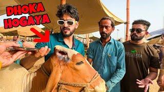 QURBANI K JANWAR KHAREED LIA LEKIN DHOKA HOGAYA | COW MANDI MISHKAT KHAN FICTION VLOG