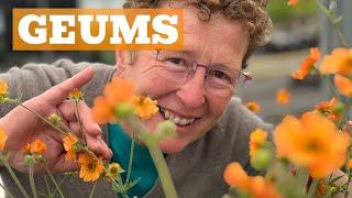 Geums Galore: The Different Varieties of This Must-Have Perennial!