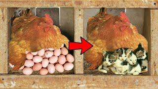 Country Eggs Murgi Hen Harvesting \ Eggs To New Born Kitten || 3MB Vlogs