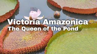 Penang Botanic Gardens Lily Pond: Rare Giant Waterlily Blooms 槟城植物园亚马逊王莲（Victoria Amazonica）盛开