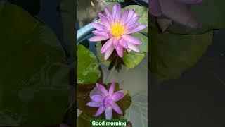 #Good Morning Video . #Short. #Water Lily Violicious ISG. ️