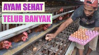 Dengan Metode Ini Ternak Ayam Petelur Menjadi Sukses Ayam Sehat Dan Produksi Telur Tinggi