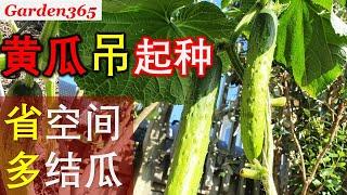 【种黄瓜】黄瓜吊起来种｜节省空间｜结果集中｜便于管理好采摘