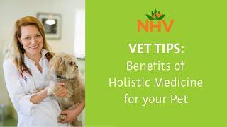 Benefits of Holistic Medicine for your Pet