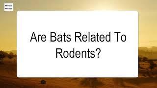 Are Bats Related To Rodents