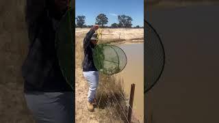Yabbies in our farm /pinay in Australia/ farmer /filipina