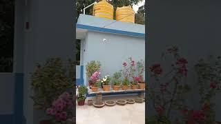 Terrace Garden Overview in January Month | rooftop garden | छत पर बगीचा #garden #flowers #gardening