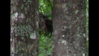 These Were Watching Us,  Bigfoot Anon and Our Group