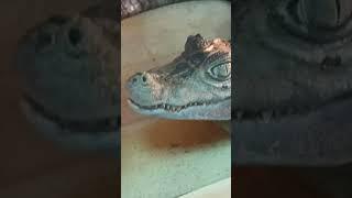 Subscribe if you think he is cute  Crocodile