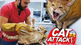 КОШКА НАПАДАЕТ НА ВЕТ! Тигренок пытается меня схватить! ( cat attack ) #TheVet