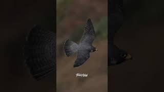 Maxines new and absolutely handsome potential mating partner!..#falcon #peregrinefalcon #birdsofprey