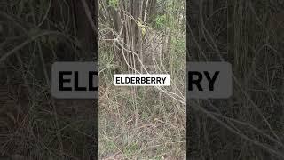 Elderberry Plant in my  Farm house  - Save Nature - Engineer Ka Bagh #gardening