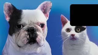 Funny French Bulldog Memes Compilation
