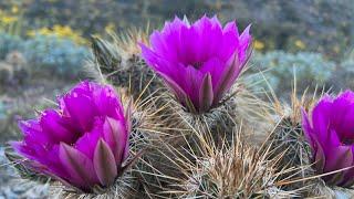 AZ Plant Reviews: Hedgehog Cactus (Echinocereus engelmannii)