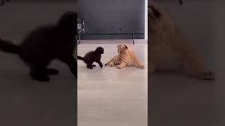 Cat vs Lion #viral #best #funny #shorts #lion #cat