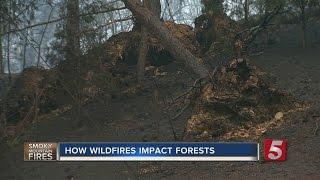 How Wildfires Will Impact Great Smoky Mountains, Forest