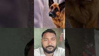 dog with love  #dog #shortvideo #lovefordog #dogshorts #animallover #animalshorts #carringdog