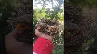 got three unique baby birds #shortvideo #animals #nest #nature #woodscraft #cute #viralvideo