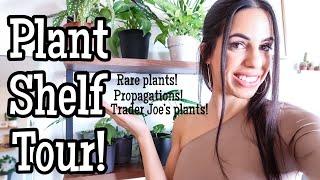 Plant Shelf Tour! // My 50+ Houseplant Collection // Indoor plants!