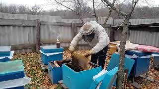 экстренная пересадка в другой улей поздней осенью