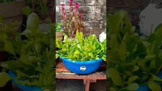 Beginners kitchen garden ki shuruaat kaise karen#gardening for beginners #gardener