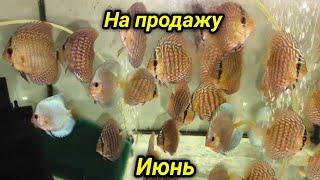 Июньский Дискус на продажу