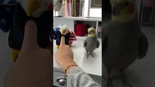 Yums Gets Jealous When He Doesn’t Get Attention #cockatiel #bird #parrot #yumyumthetiel