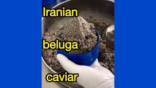 Beluga (huso huso) premium caviar#belugacaviar #seafood #fish #fishfood #caviar #food #luxuryfood