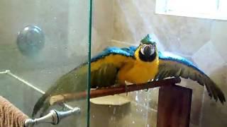 Macaw in the shower