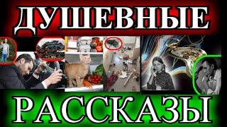 ДУШЕВНЫЕ  РАССКАЗЫ️МОЖНО ПОПРОСИТЬ НИНУ?️ИСКЛЮЧЕНИЕ️КОТЁНОК ПУЛЯ️ЛАМПОЧКИН @TEFI РАССКАЗЫ