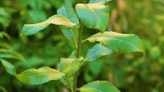 Salix caprea -  Pussy Willow