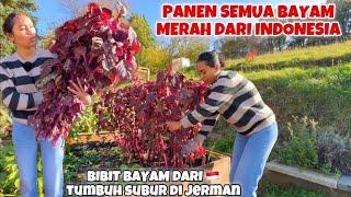 AKHIRNYA PANEN SEMUA BAYAM MERAH DI KEBUNKU