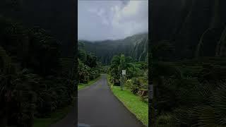 #hawaii #shorts #wildlife #asmr #nature #wildanimals #naturesounds #hypixel #gaming #fire #yt #wild