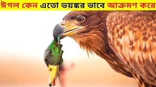 ঈগল কেন এতো ভয়ঙ্কর ভাবে আক্রমণ করে।।Most Amazing And Unbelievable Eagle Attack In Bangla