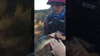 Giant redfin! https://www.youtube.com/watch?v=uavhVoA4Vzk #fish #fishing #australia