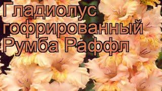 Гладиолус гофрированный Румба Раффл (gladiolus)  обзор: как сажать, рассада гладиолуса Румба Раффл