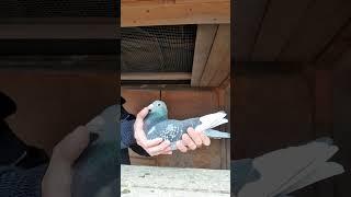 A Perfect Pigeon for Extreme Marathon Stages