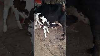feeding milk cow #short