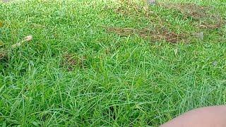 Welcome to may YouTube channel PAPA RES TV Take 2
