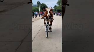 Funny animals videos #shorts #shortsfeed #ytshorts #funnycows #funnycowvideo #funnyanimals #funny