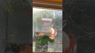 The Battle of Copper Roof Feeder 5/18/25 #birds #cardinal #wnc #appalachia #animals #feeder #house