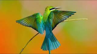 Sri lankan beautiful birds