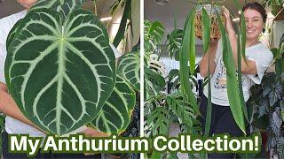 My ENTIRE Anthurium Collection ~ 16+ Varieties...and counting!