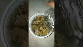 How to make Infusoria in almond leaves / Betta Fish first feed food /Aquarium @Thillai_Vlogger188