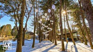 [Seoul Nomad][4K] Nami Island SNOW Winter_겨울 남이섬 풍경