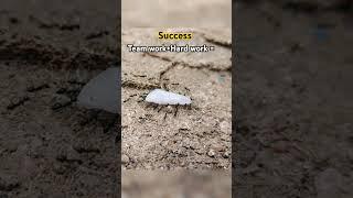 #FOLLOW THE NATURE #save earth #enjoy life #Ants goal #motivational.      #swag