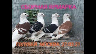 БОЛЬШАЯ СБОРНАЯ в МОСКВЕ.27.03.21 часть 1#голуби#голубеводство#pigeon#tauben#loft