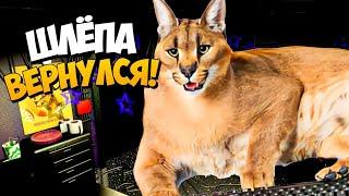 ШЛЁПА снова ВЕРНУЛСЯ! ► Five Nights at Floppa Renastered